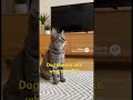 Dog pulls the plug! #dogs #funny #pets #doglove #longisland #cat #dogshorts #animallovers #animals