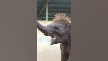 Siapa yang mau dikejar Kama si bayi #Gajah ? 🐘💨