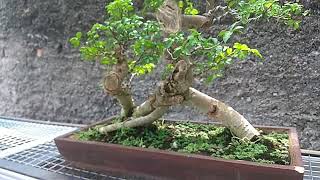 Tanaman Bunga Bonsai Unik Paha Mulus Bunga Warna Pink