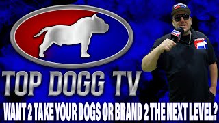 THIS IS GONNA BE THE BIGGEST THING IN THE AMERICAN BULLY WORLD!!!!! TOP DOGG TV!!!! by KILLINOIS KENNELS 2,387 views 2 months ago 12 minutes, 24 seconds