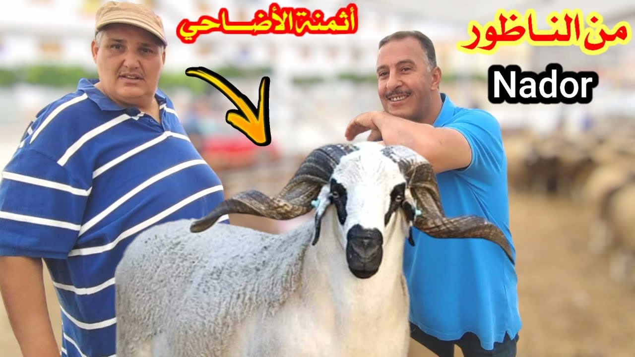 من الناظور : إنطلاق بيع أضاحـي العيد عند موحي و زهيـر شـاهدو الاثمنة و الإقبال موجود