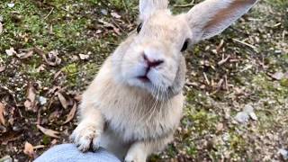 Rabbit: "Put me on your lap!"