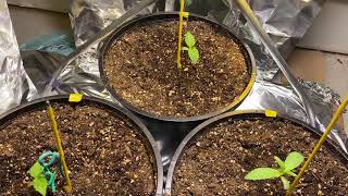 Amherst Sour Diesel Cookies Kush Lemon Kush Headband