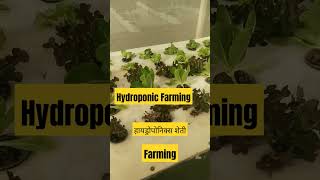 Hydrophonic Farming|हायड्रोपोनिक्स शेती। शेतकरी।शेती। बिना माती शेती।Farmer life महाराष्ट्र हवामान