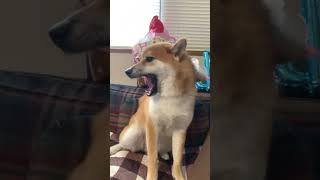Tiktok動画本物の柴犬にWaonカード使ってみた