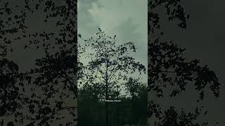 Barish || barish season status #barish #rainyseason #weather #mousam