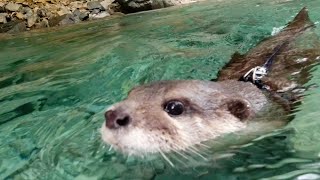 The 2nd day at Atera Valley, all of us spend leisurely time at the river camping[Otter life day 347]
