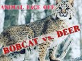 Animal Face Off: Bobcat vs. Deer on Golf Course
