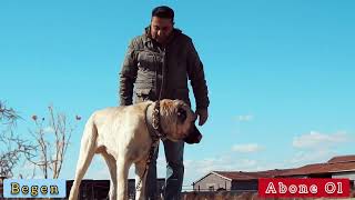 ANADOLU ÇOBAN KÖPEKLERİMİ TANITIYORUM (Erkan Çobanoglu)