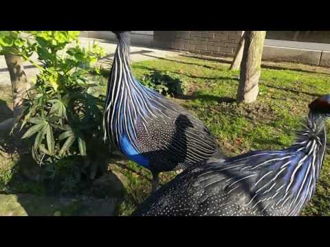 Vulturine guineafowl - Wikipedia