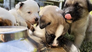 My Rescue Puppies React to Food for the Very First Time!