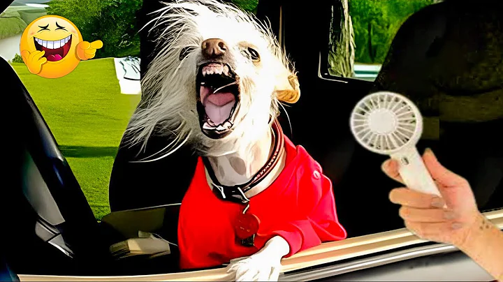 Video 6169891: wonder pets, funniest cats dogs, furry, funny pets, mix