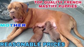 French mastiff puppies for sale