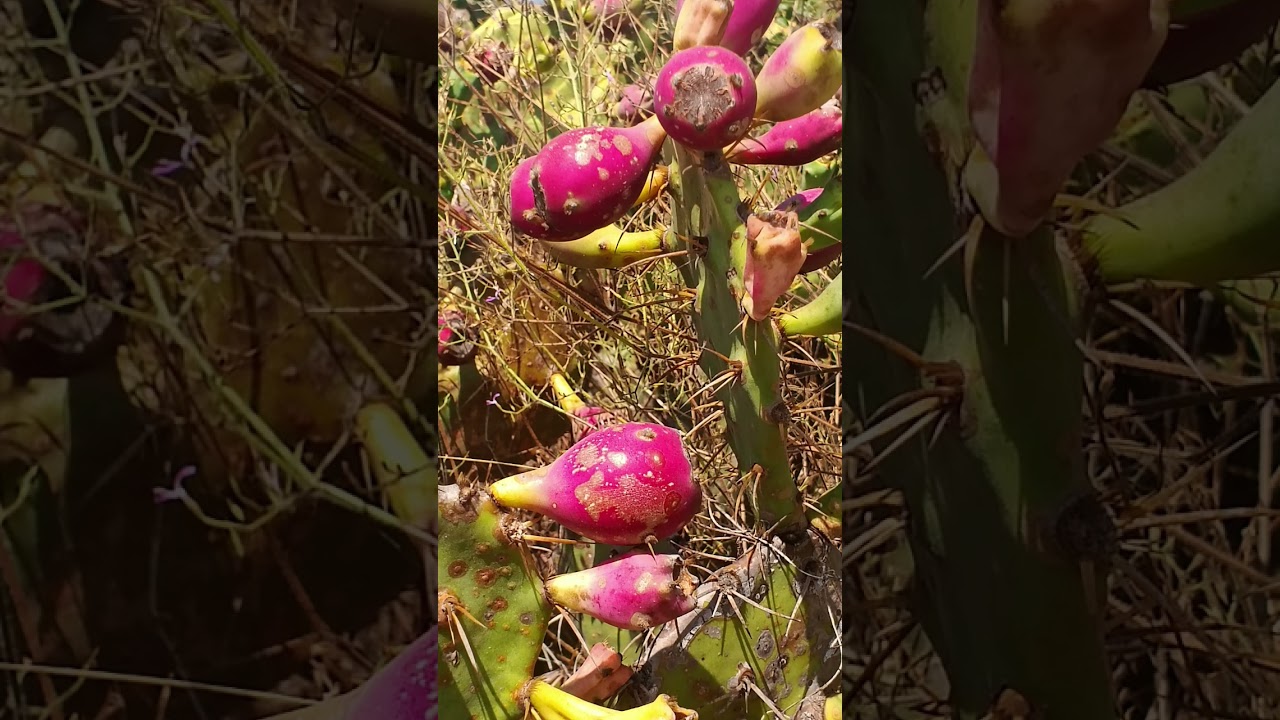 Papichi kayalu 😍😋🤤