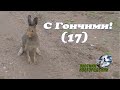 С Гончими! 17