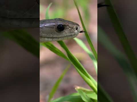 las 5 serpientes MÁS VENENOSAS del mundo