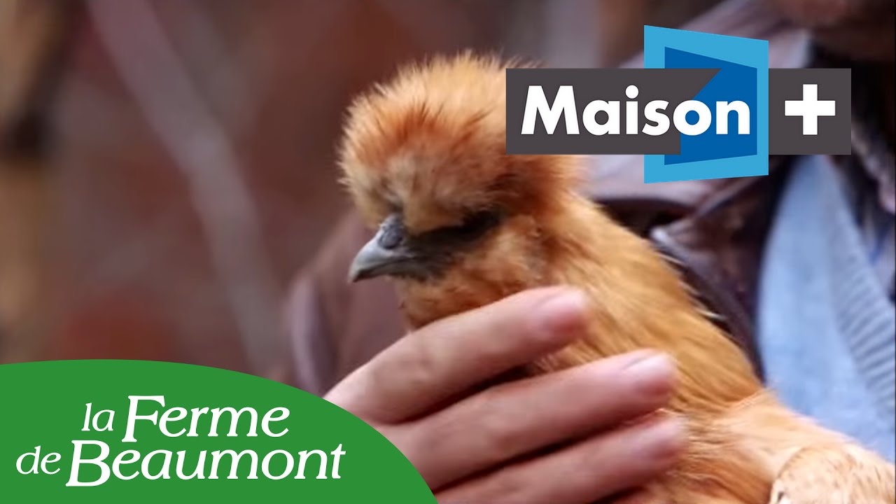 Les poules de la Ferme de Beaaumont dans "Natures urbaines" sur Maison+