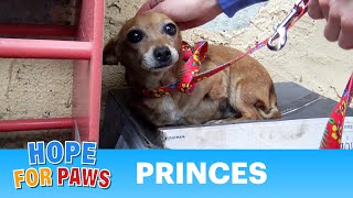 A sick three legged dog sleeps in the rain on a shoebox and waits months to be rescued #story