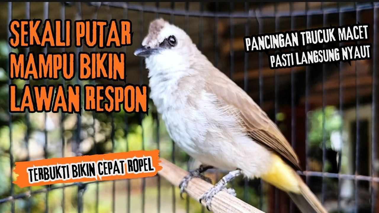 Trucukan Gacor ROPEL PANJANG Saat Subuh COCOK untuk Pancingan Trucuk BAHAN dan MASTERAN TRUCUK Paud