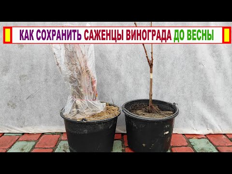 🍇 Как ПРАВИЛЬНО ХРАНИТЬ саженцы винограда ЗИМОЙ если НЕЛЬЗЯ высадить их на постоянное место ОСЕНЬЮ.