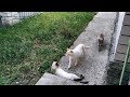 Как гуляют тайские котики Немо, Дориан и Лукас! Тайские кошки - это чудо! Funny Cats