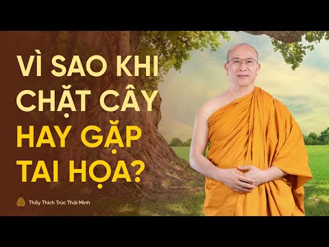 Video: Tại sao cây bị chặt?