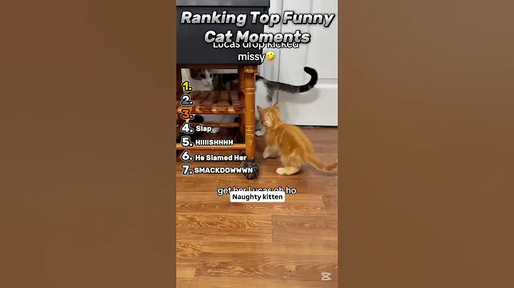 Ranking Top Funny Cat Moments Pt 2