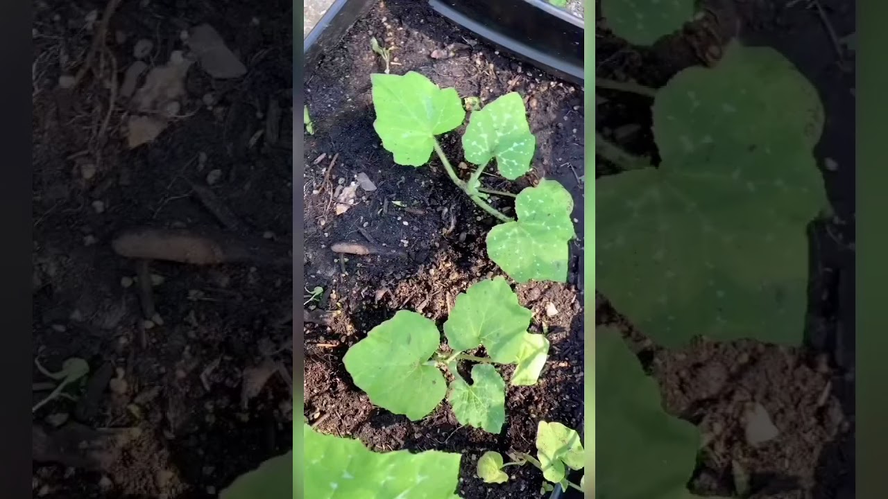 Some vegetable plants in our backyard. এসো দেখি