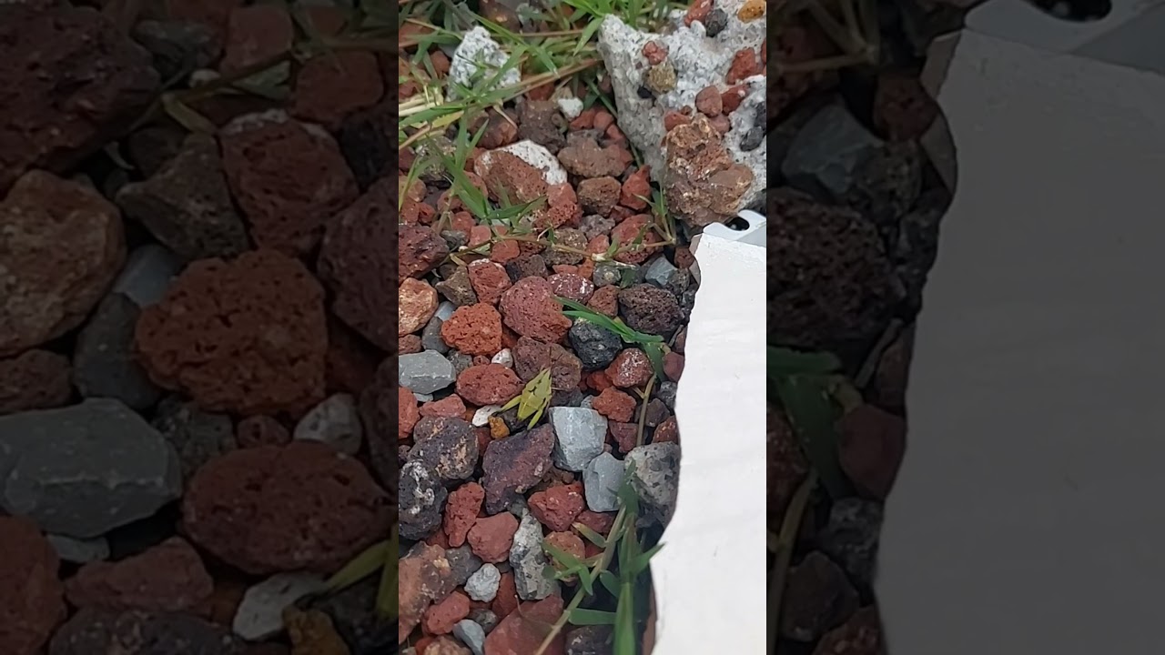 Miniatura de Chapulín
