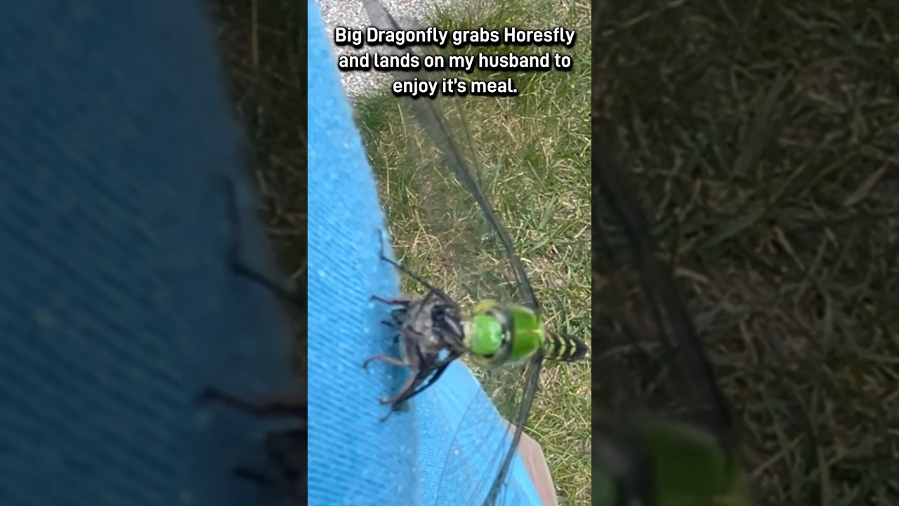 Dragonfly eating Horsefly