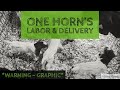 One Horn’s Full Labor & Delivery | WARNING * GRAPHIC* | Boer Goat Kidding Season 2020