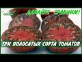 Сорта томатов с полосатыми помидорами. Полосатый шоколад. Амурский тигр.Шоколадная зебра.Сравниваем