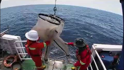 plankton sampling using bongo net