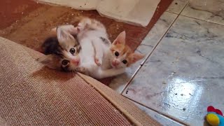 Rescue Cat Maggie and her little family.