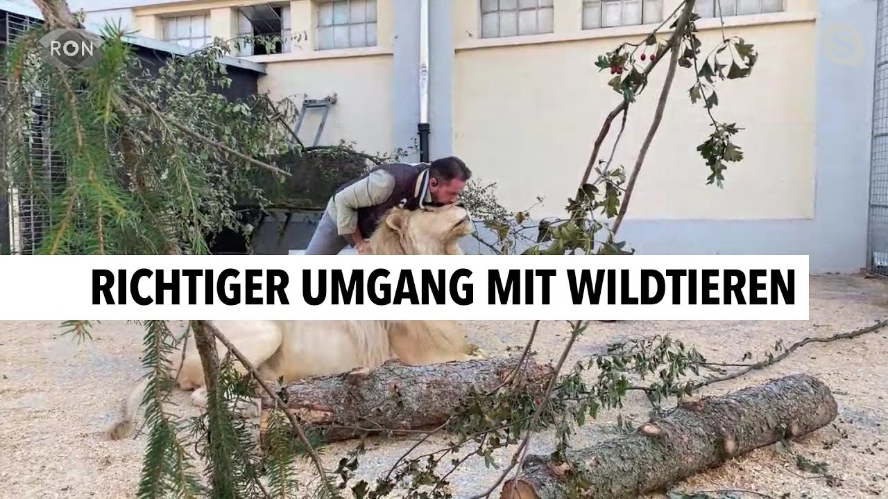 Was aus Löwin Lea wird | RON TV