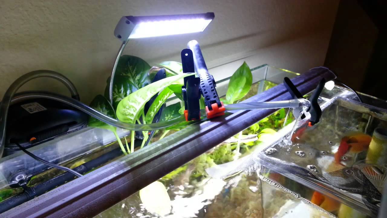 Planted Aquarium Breeding Setup Part2 (Full Documentary) YouTube