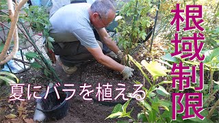 【バラの植え方】根域制限ポットを使ってバラを植える方法