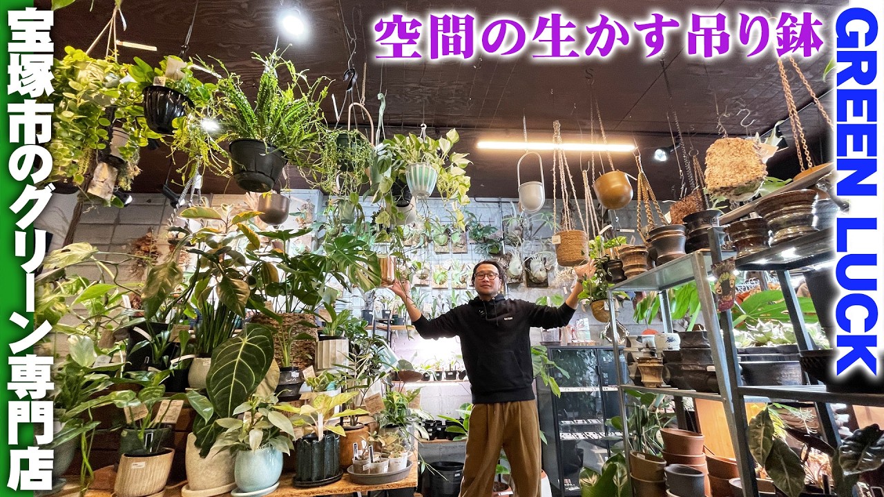 【町田市　取引限定】観葉植物ラックと、観葉植物　100cm✖️100cm 観葉植物専門店グリーンラック】狭い室内こそ空間を生かした吊り鉢が