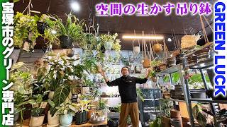 観葉植物専門店グリーンラック】狭い室内こそ空間を生かした吊り鉢が