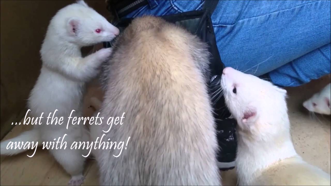 Can You Feed Ferrets Dog Food