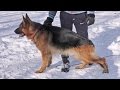 Ципро Шварцез Меер. Кобель НЕМЕЦКОЙ ОВЧАРКИ. Cool male German Shepherd. Одесса.