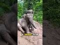 Bayi Gajah Manja Ini Punya Cara Unik Lawan Panas