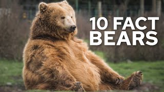 10 Fascinating Fact About Bears by TOP10 293 views 8 months ago 5 minutes, 12 seconds