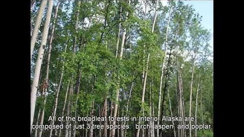 Birch, Aspen, and Poplar in Alaska