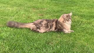 Happy Maine Coon Cats Enjoying Beautiful Day In The Garden by Maine Coon Central 970 views 11 months ago 2 minutes, 18 seconds