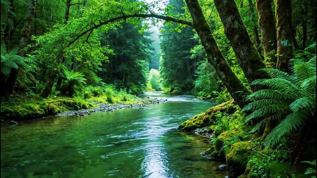 Tranquil Forest Nature Ambience | River Flowing in Hidden Forest | Morning Birds Chirping Ambience