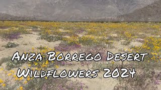 Anza Borrego Wildflowers 2024: Where to find them!
