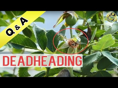 Video: Deadheading Roses: come creare rose deadhead per più fioriture