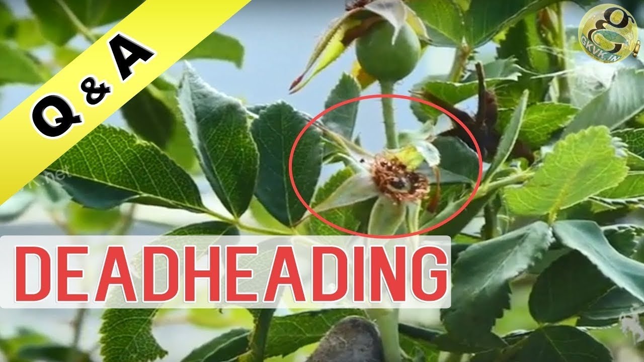 Deadheading in Gardening What is the meaning of Deadheading Roses