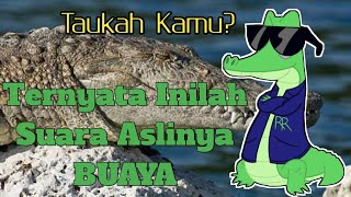 Ternyata Begini Bunyi/Suara Buaya